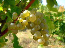 Uvas, salud para el otoño