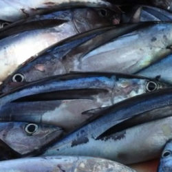 El Bonito del Norte, uno de los pescados azules más saludables