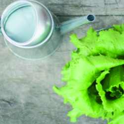 Ensalada, ¿vale cualquier hoja?