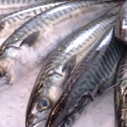 El verdel: un pescado económico y muy nutritivo