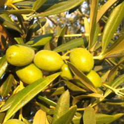 IV Feria del Aceite de Oliva de la Rioja Alavesa