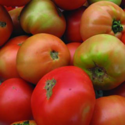 Tomate del País Vasco, calidad y tradición