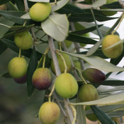 Aceite del Bajo Aragón