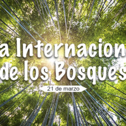 Día Internacional de los Bosques: "¡Aprende a amar el bosque!"
