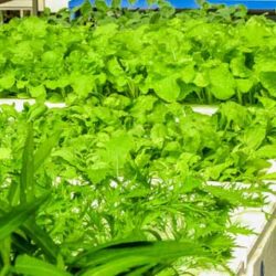 Ocho tendencias marcarán la alimentación del consumidor de 2020