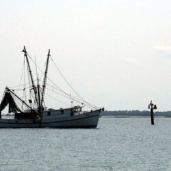 Innovaciones en la búsqueda de productos pesqueros sostenibles