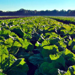 ¿Alimentos con etiqueta climática, ademas de nutricional?
