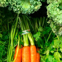 La importancia de incorporar a nuestra dieta verduras de hoja verde