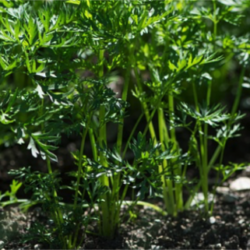 El huerto urbano en otoño