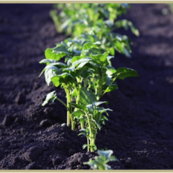 La creciente importancia de la proximidad